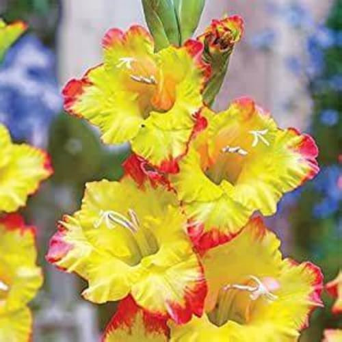 Best Gift Gladiolus Plants Gladiolus Flowers Rare Plants Gladiolus Bulbs(Plant Bulbs,Wedding Flowers)-3bulbs-a