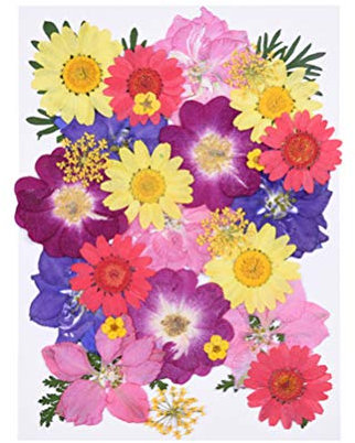 Milisten 30pcs Real Dried Pressed Flowers,Pink Purple Larkspur,Daisy Natural Pressed Flowers for Scrapbooking DIY Candle Resin Jewelry Pendant Crafts Making
