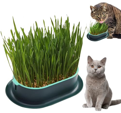 Planteur D'pour Chats D'intérieur, Pot de Germination Hydroponique, Bac à Gazon Hydroponique pour Plantation D'herbe à Chat, Plateau à Graines, Pot de Culture Hydroponique pour Germination de L'herbe
