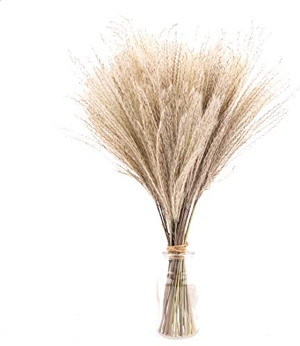 50 Pampas Secas Naturales Blancas De 40 Cm, Decoración Para El Hogar, Flores Secas Naturales De Fragmitas Para Jarrones, Ramo De Flores Blancas Para Decoración