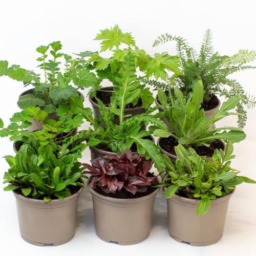9 x Alpine & Perennial Plant - Outdoor Garden Ready Plant Pot 10.5cm, Hardy Flowering Ground Cover Plants, Rockery Plants That Flowers Year Round.