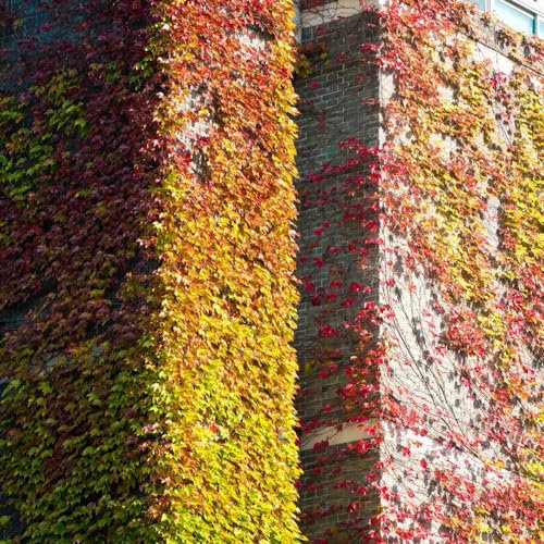 200 pz Semi di Parthenocissus tricuspidata (vite vergine) le piante rampicanti sono resistenti le piante di vite sono resistenti semi Piante resistenti per il giardino piante rampicanti,