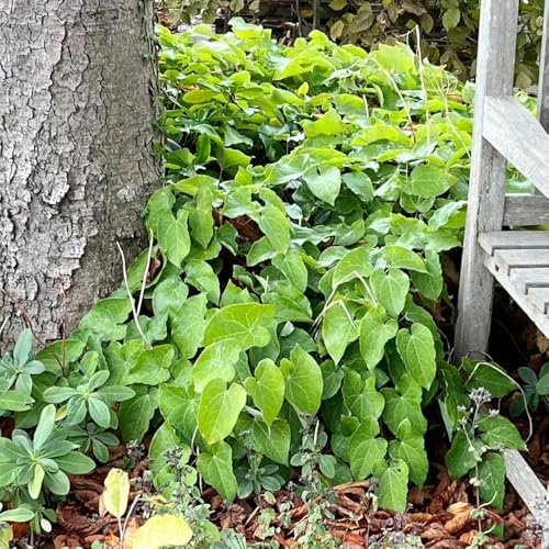 50 pcs elfenblume pflanze samen - hochbeet balkon winterharte kübelpflanzen topfpflanzen gartenpflanzen, bodendecker samen winterhart zimmerpflanze gartenkräuter samen gartenblumen