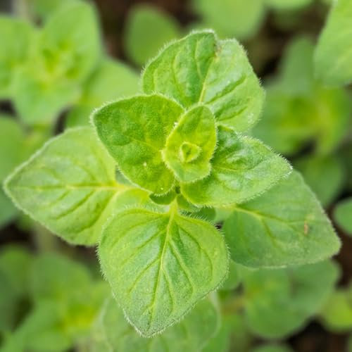 orégano silvestre semillas plantas en macetas resistentes orégano orgánico semillas de hortalizas, de hierbas de interior hierbas culinarias, cultivo de plantas plantas vegetales, 125pcs