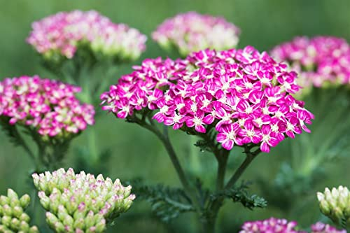 Achillea millefolium 'Cerise Queen' ca. 9x9 cm Topf, Schafgarbe, kirschrote Blüten, Blütezeit Juni-September, ideal für Beete, bienenfreundlich, pflegeleicht