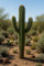 10 semi da seminare - L'Attico d'Abondanza - CARNEGIEA GIGANTEA - Saguaro