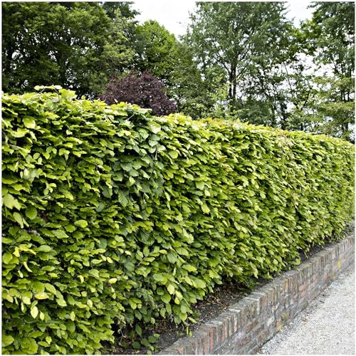 50 Green Beech Hedging Plants 1-2ft in a 1L Pots Fagus Sylvatica Trees 3fatpigs®