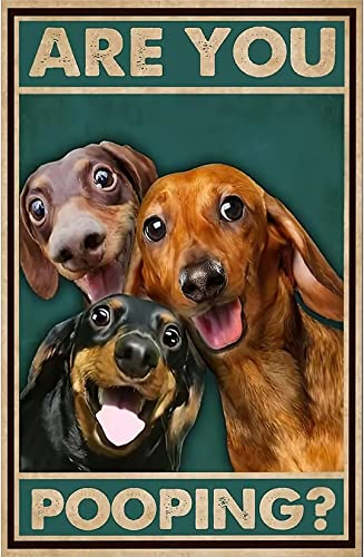 Dackel Hund Vintage Metall Blechschild Are You Pooping Schild Badezimmer Lustige Kunst Poster Dekoration Toilette Höhle Bar Zuhause Badezimmer Wanddekoration Schild 20,3 x 30,5 cm