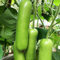 TOYHEART 30 Stück Premium-Gemüsesamen, Zucchini-Samen GVO-nahrhaftes Grünes Pflanzen Von Gemüsesämlingen Für Den Bauernhof Grün