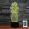FLRXHK Ananas 3D-Illusions-Nachtlicht, Touch-Tischlampe mit Fernbedienung, 16 Farben, optisches USB-LED-Nachtlicht für Kinder, Geschenk, Raumdekoration