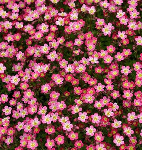 Moossteinbrech Pixi Rose - Saxifraga arendsii - lebende Gartenpflanze aus den Baumschulen