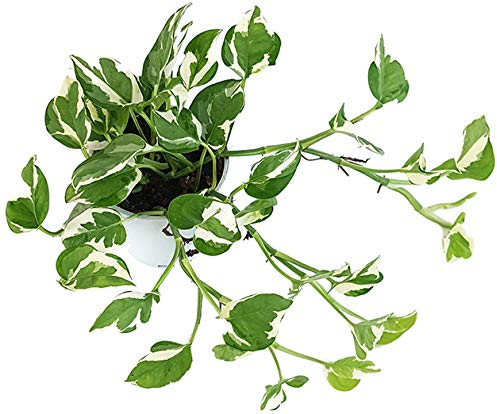 Fangblatt - Epipremnum pinnatum 'N-Joy' - panaschierte Efeutute - grün-weiße Zimmerpflanze zum Hängen