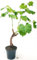POWERS TO FLOWERS - VITE BONSAI SAUVIGNON AD UVA BIANCA, ALTEZZA 35/40CM, pianta vera