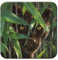 3D LiveLife Kork Untersetzer - Wild Eyes von Deluxebase Lenticular 3D Kork Tiger Untersetzer Rutschfeste Getränkematte mit Original-Kunstwerk lizenziert vom renommierten Künstler Collin Bogle