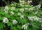 Oakleaf Ortensia, Hydrangea quercifolia, semi (Fast, Appariscente, Fall colori) (150)
