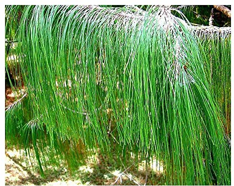 Pinus patula Mexikanische Pinie - Bonsai geeignet - 30 Samen