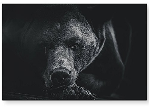 Leinwandbilder | Bilder Leinwand 120x80cm Braunbär – Portrait