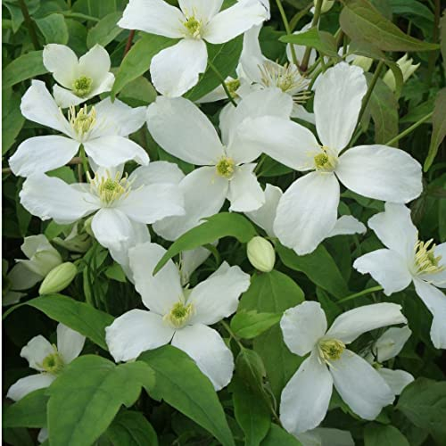 Waldrebe montana 'Grandiflora' - Clematis montana ‘Grandiflora' - 50-60 cm Topf