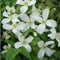 Waldrebe montana 'Grandiflora' - Clematis montana ‘Grandiflora' - 50-60 cm Topf