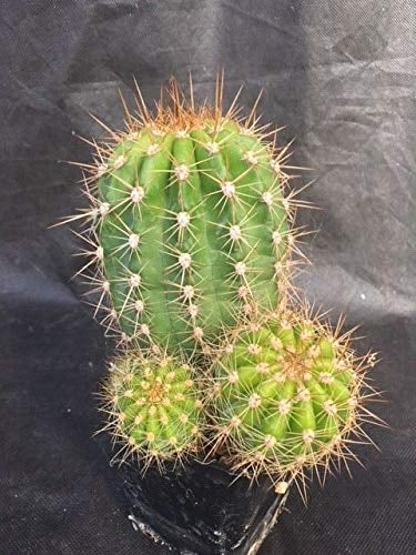 Thocereus Candicans Cactus Piante Grasse Agave Piante grasse M53