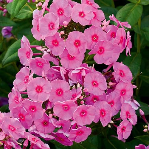Pianta vera di Phlox paniculata Adessa Rose Eye - Diametro Vaso Ø 19 cm