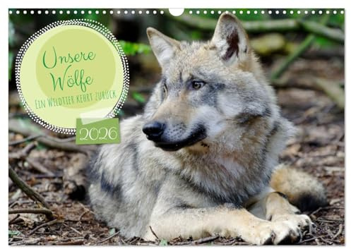 Unsere Wölfe - Ein Wildtier kehrt zurück (Wandkalender 2026 DIN A3 quer), CALVENDO Monatskalender: Der Wolf ist zurück in den heimischen Wäldern und ... für Monat durch das Jahr. (CALVENDO Tiere)