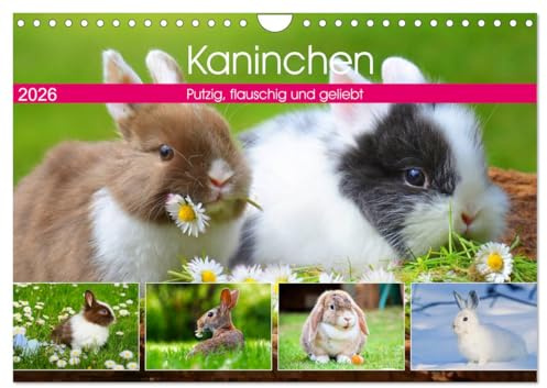 Kaninchen. Putzig, flauschig und geliebt (Wandkalender 2026 DIN A4 quer), CALVENDO Monatskalender: Die beliebten und kuscheligen Gesellen mit den langen Ohren (CALVENDO Tiere)