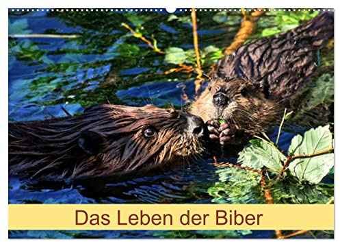 Das Leben der Biber (Wandkalender 2026 DIN A2 quer), CALVENDO Monatskalender: Größte Nagetier in Europa (CALVENDO Tiere)