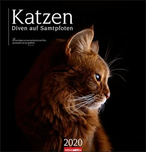 Katzen - Diven auf Samtpfoten. Wandkalender 2020. Monatskalendarium. Spiralbindung. Format 46 x 48 cm