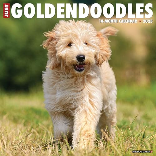 Goldendoodles 2026 12 X 12 Wall Calendar