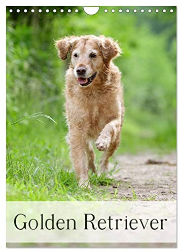 Golden Retriever (Wandkalender 2025 DIN A4 hoch), CALVENDO Monatskalender (CALVENDO Tiere)