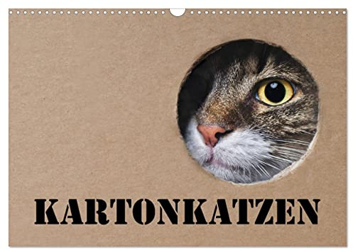 Karton Katzen (Wandkalender 2026 DIN A3 quer), CALVENDO Monatskalender: Lustige Katzen begleiten Sie das ganze Jahr. (CALVENDO Tiere)