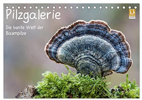 Pilzgalerie - Die bunte Welt der Baumpilze (Tischkalender 2026 DIN A5 quer), CALVENDO Monatskalender: Ein faszinierender Einblick in die bunte Welt der Baumpilze (CALVENDO Natur)