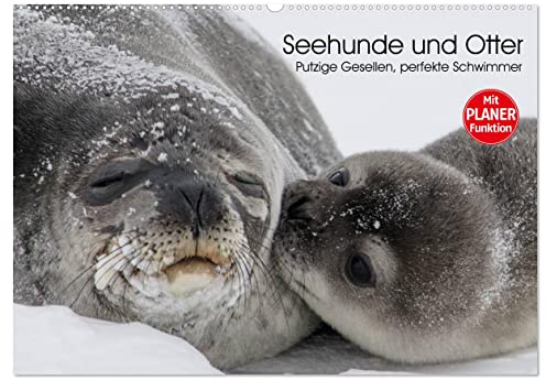 Seehunde und Otter. Putzige Gesellen, perfekte Schwimmer (Wandkalender 2026 DIN A2 quer), CALVENDO Monatskalender: Niedliche Räuber und blitzschnelle Schwimmer aus der Nähe betrachten (CALVENDO Tiere)