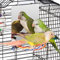 Colorday 18cm Edelstahl Vogel Spiegel mit Seil Perch, Vogelspielzeug (M)