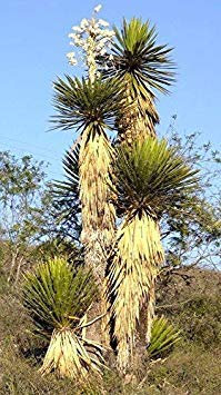 Potseed Keimfutter: Riesen Spanish Dagger -Yucca carnerosana Samen Sukkulenten Seltene Aloe Agave -15 Seeds