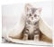 wandmotiv24 Peinture Murale Acrylique - Photo sur Verre Acrylique avec aperçu en Ligne - Image en Verre personnalisée - Image avec Motif souhaité - Cadeau Photo - 40x30 cm