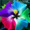 Hibiscus Pflanzen zwiebeln,Winterharte,hibiscus Pflanzen,Pflanzen in Top Qualität,Hibiscus Pflanzen Winterhart Mehrjährig,Heimdekoration geeignet,pflegeleicht,hibiskus pflanzen.-2zwiebeln-C