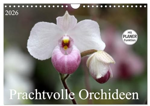 Prachtvolle Orchideen (Wandkalender 2026 DIN A4 quer), CALVENDO Monatskalender: Tropische Schönheiten (CALVENDO Natur)