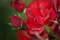 hansepuzzle 16331 - Rote Rose Puzzle 2000 Teile | Natur Puzzle mit hochwertiger Puzzle Aufbewahrung: Kartonbox und Wieder verschließbarem Beutel | Puzzle-Maße: 90 x 60 cm