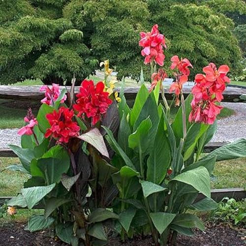 Perennial,Jumbo Canna Lily Bulbs,for Stunning Garden Displays-2 Bulbs-B