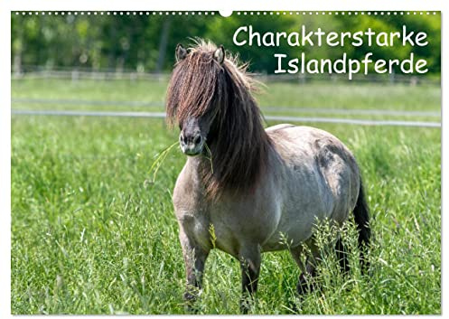 Charakterstarke Islandpferde (Wandkalender 2026 DIN A2 quer), CALVENDO Monatskalender: Isländer begeistern durch ihre ausdrucksvolle Kommunikation und ... Pferdefreunde in ihren Bann. (CALVENDO Tiere)