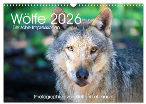 Wölfe 2026. Tierische Impressionen (Wandkalender 2026 DIN A3 quer), CALVENDO Monatskalender: 12 bezaubernde Bilder von wilden Wölfen (CALVENDO Tiere)