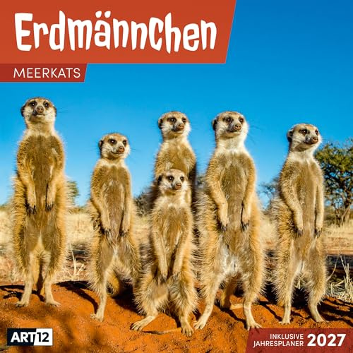 Erdmännchen Broschürenkalender 2027 - 30x30 - Art12 | Niedlicher Tier-Kalender im schlanken Hochformat (aufgeklappt 30x60 cm) | Eintrage-Kalendarium
