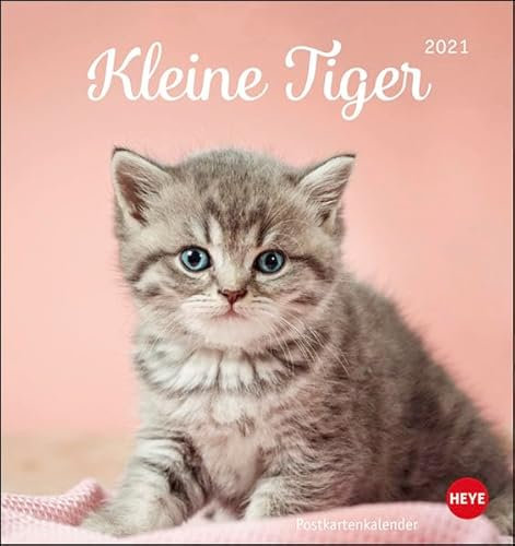 Katzen - Kleine Tiger Postkartenkalender 2021 - Kalender mit perforierten Postkarten - zum Aufstellen und Aufhängen - mit Monatskalendarium - Format 16 x 17 cm