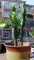 Seeds 50 Pz gigante lungo Cactus Semi Succulente universale Portinnesto Mixed Cactus Seed Bonsai vegetali di alta qualità a Garden Fresh Air 2