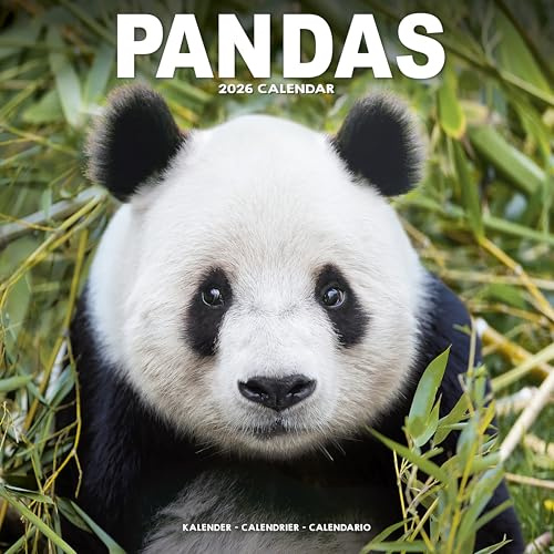 Pandas 2026 Calendar | Square Wall Calendar | Animal Gift | Plastic Free Packaging | by Avonside Publishing