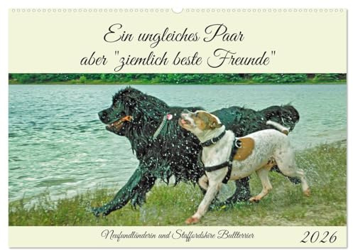 Ein ungleiches Paar aber ziemlich beste Freunde (Wandkalender 2026 DIN A2 quer), CALVENDO Monatskalender: Freundschaft zwischen Neufundländerin und Staffordshire Bullterrier (CALVENDO Tiere)