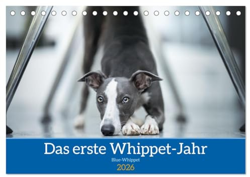 Das erste Whippet-Jahr (Tischkalender 2026 DIN A5 quer), CALVENDO Monatskalender: 12 Monate bildlich dokumentiert (CALVENDO Tiere)