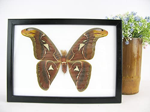 asiahouse24 Atlas moth – male – Attacus Atlas – Atlasspinner – Véritable papillon préparé monté sous verre dans un cadre en bois noir fait main